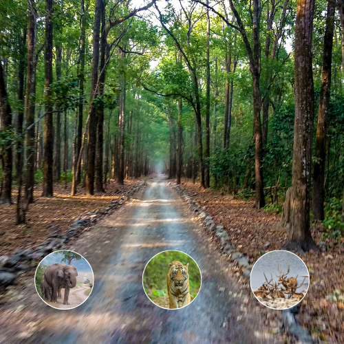 Jim Corbett Wildlife Safari